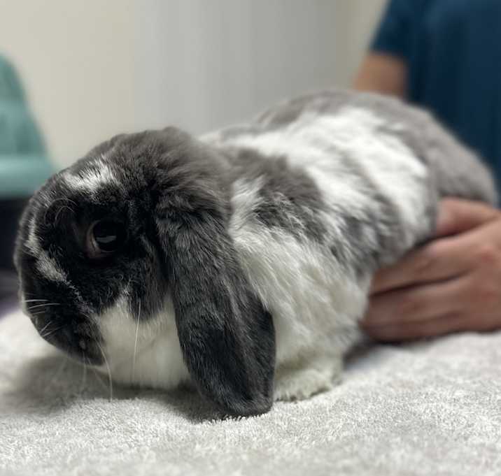 Photo of Mr. Bunny