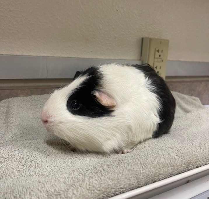 Photo of BIGGIE OUNCE