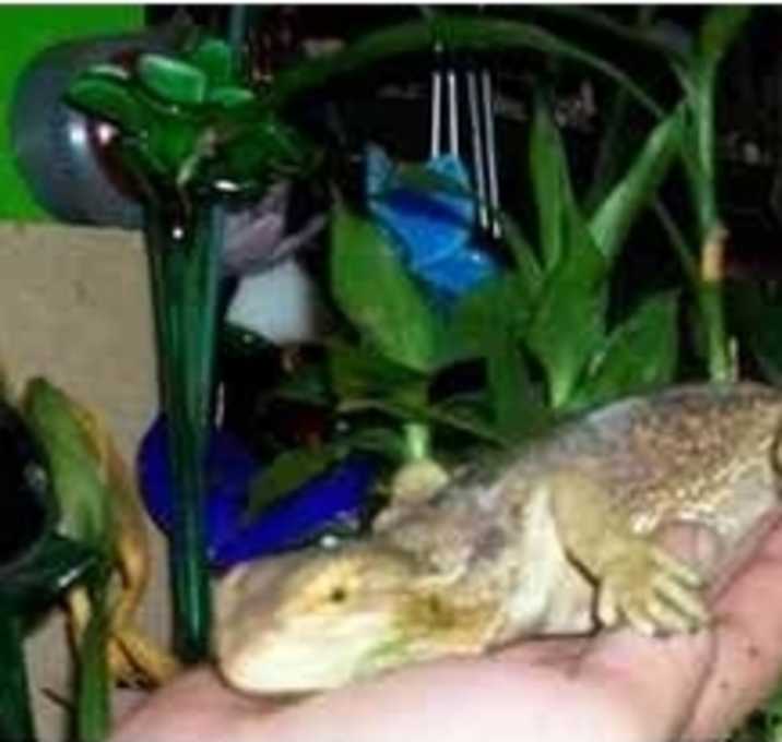Photo of rikki tikki tavi