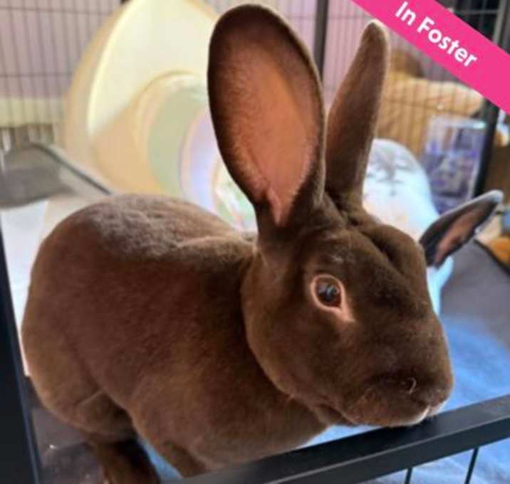 Photo of Hershey Kiss