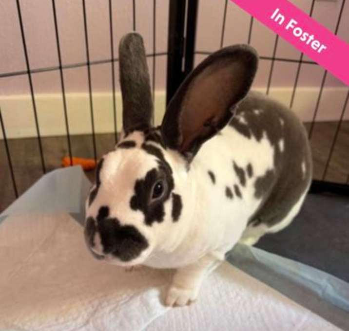 Photo of Wilbur Wabbit