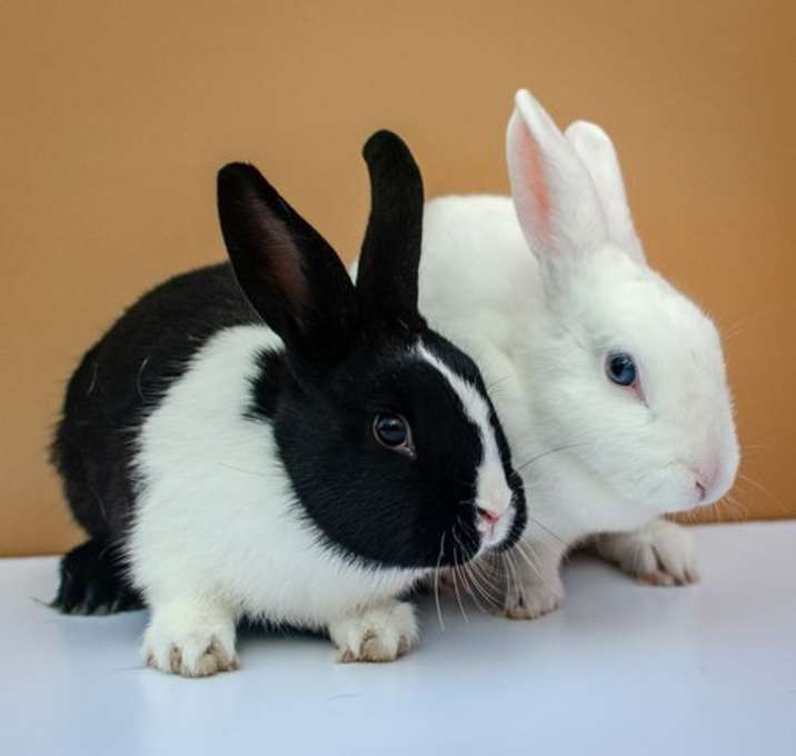 Photo of Sage (bonded w/ Thyme)