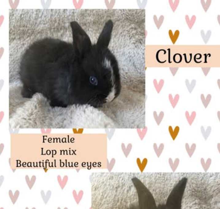 Photo of Clover