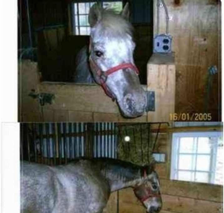 Photo of Penny the pony