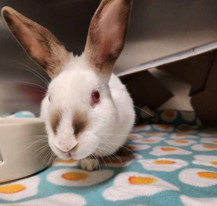 Photo of Soymilk Latte