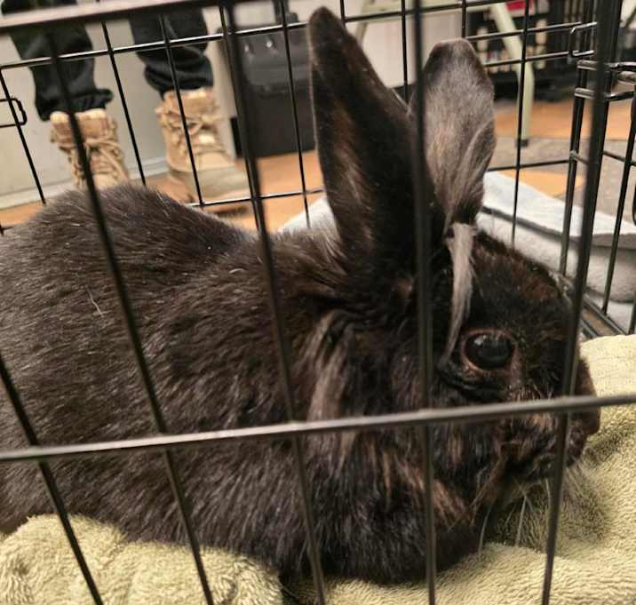 Photo of Vanilla Ice