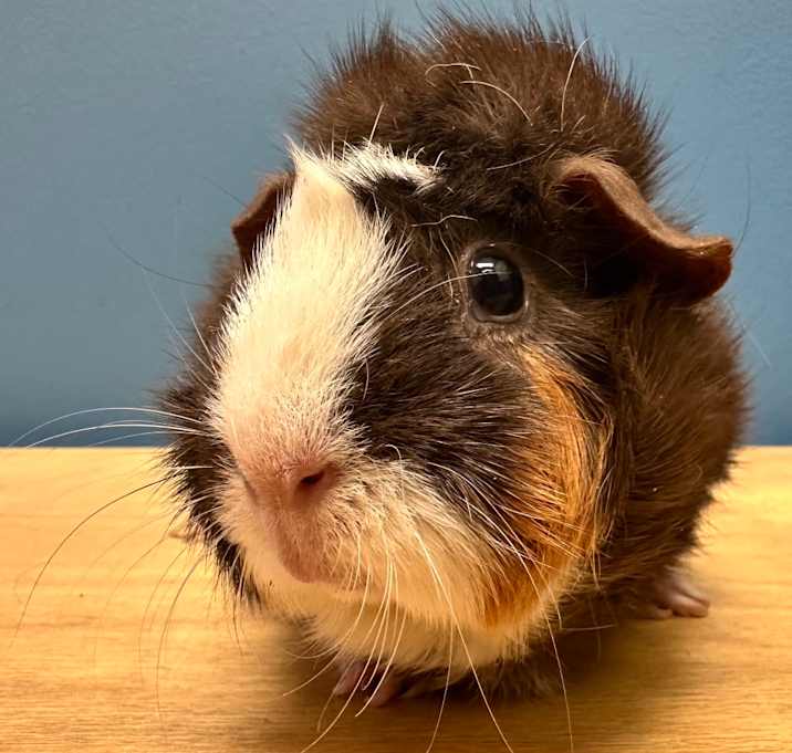 Photo of Chamomile (bonded with Sassafras)