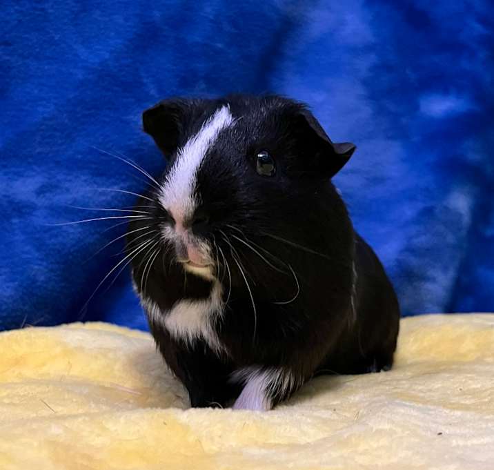 Photo of Rosie (bonded with Ruby)