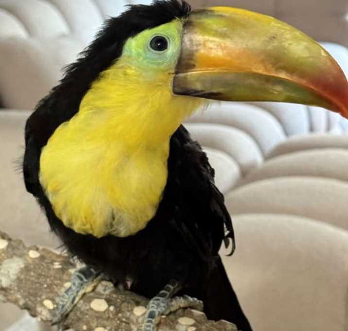 Photo of Keel Billed Toucans
