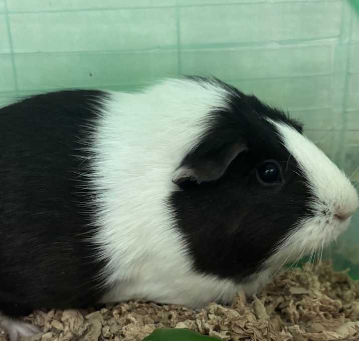 Photo of Gizmo - Bonded to Alfie