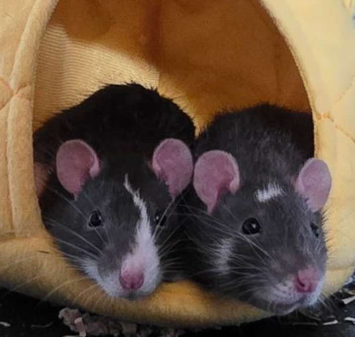 Photo of Winnie and Coco