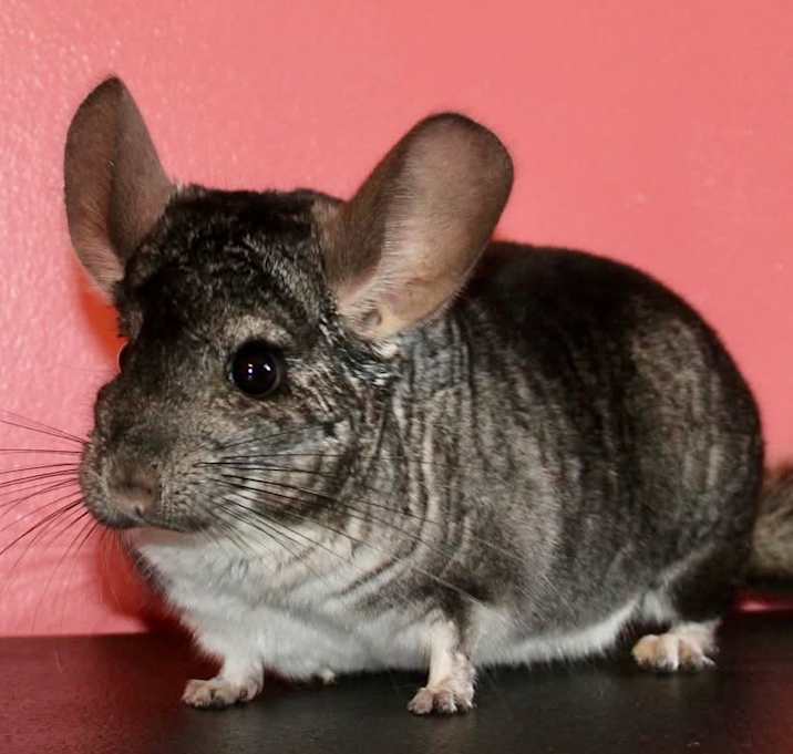 Photo of Jerry (Chinchilla)