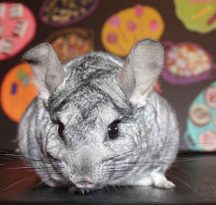 Photo of Tom (Chinchilla)