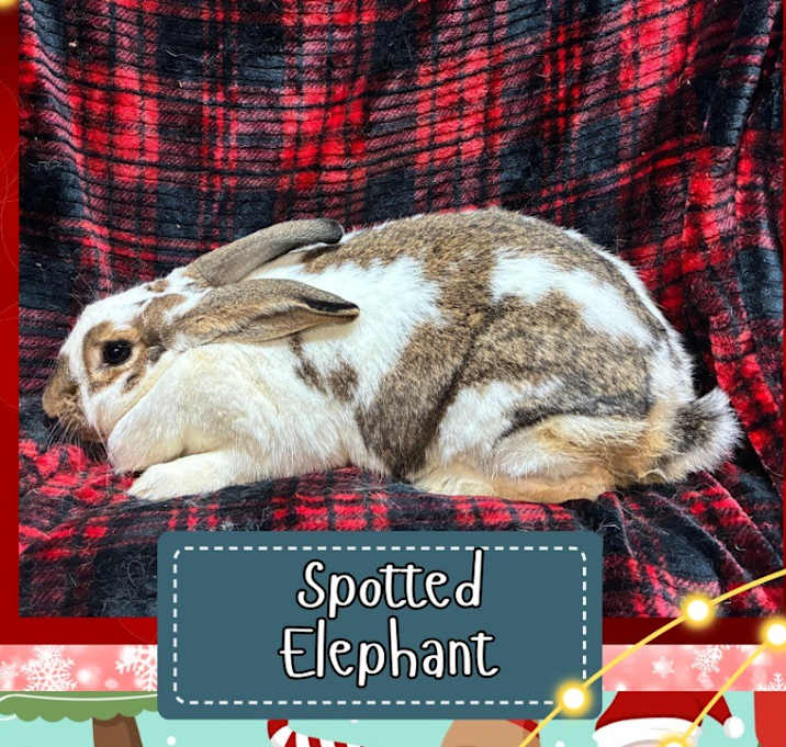 Photo of Spotted Elephant