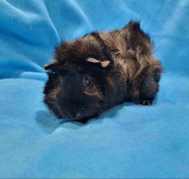 Photo of Pigeon & Rhino