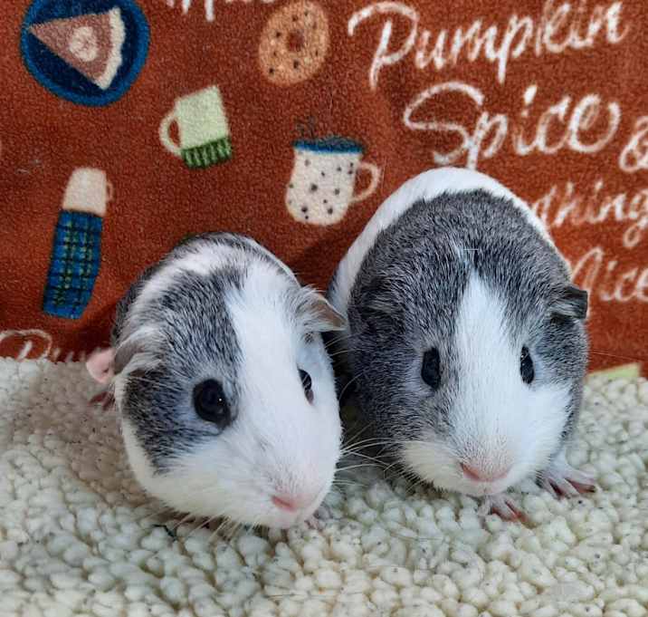 Photo of Joey & Chandler