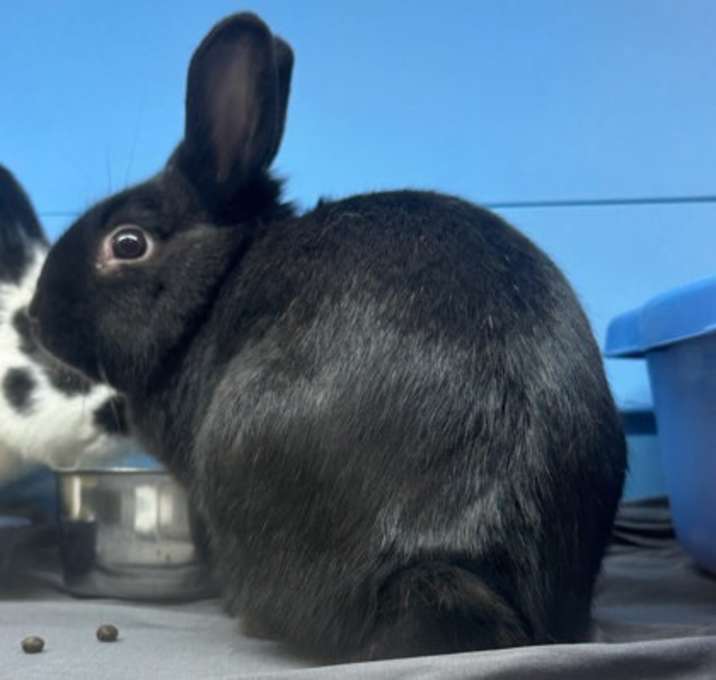 Photo of Labrador - Bonded with Rolly