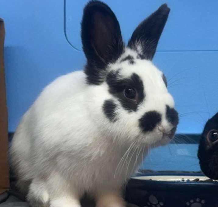 Photo of Rolly - Bonded with Labrador