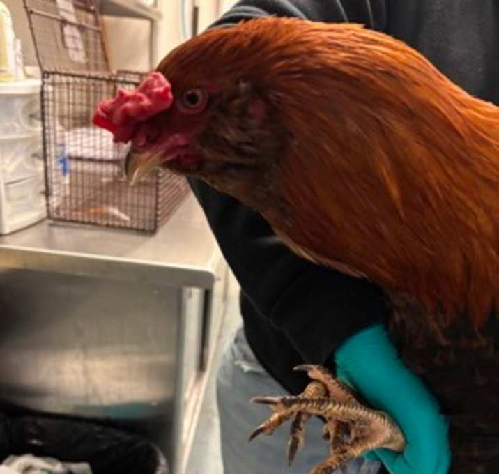 Photo of Gingerbread Gym Rat