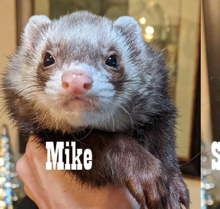 Photo of Mike & Sully