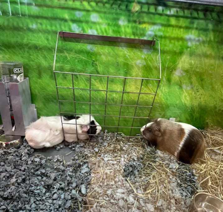 Photo of Strawberry and Cupcake