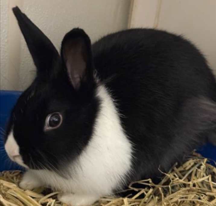 Photo of COCO/TWISTER