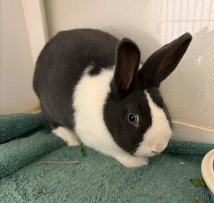 Photo of BUNNY