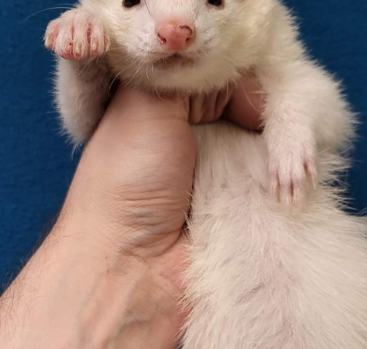 Photo of Cinnamon II