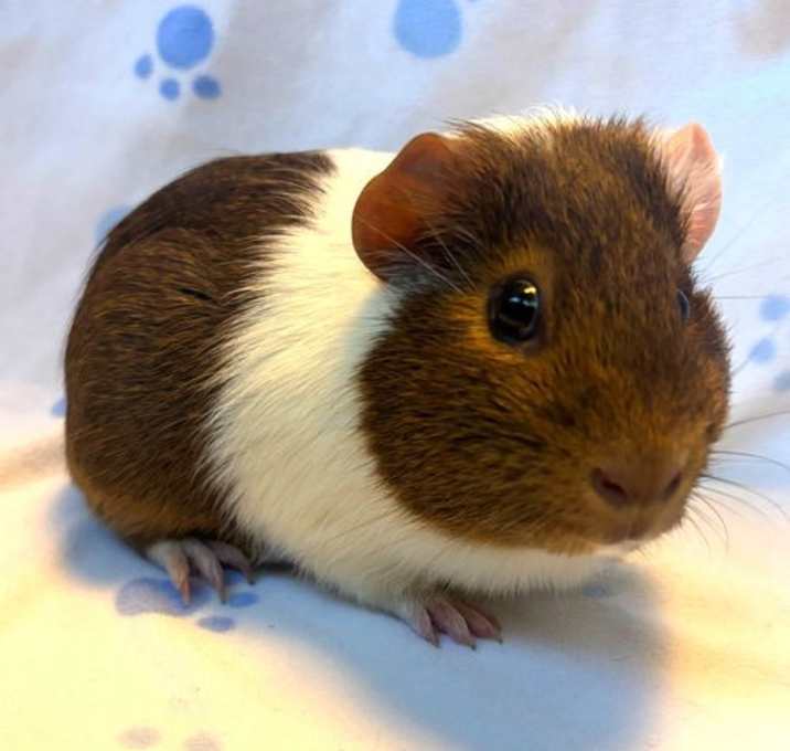 Photo of Garfield (M)