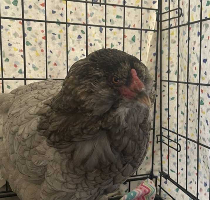 Photo of Jen The Hen