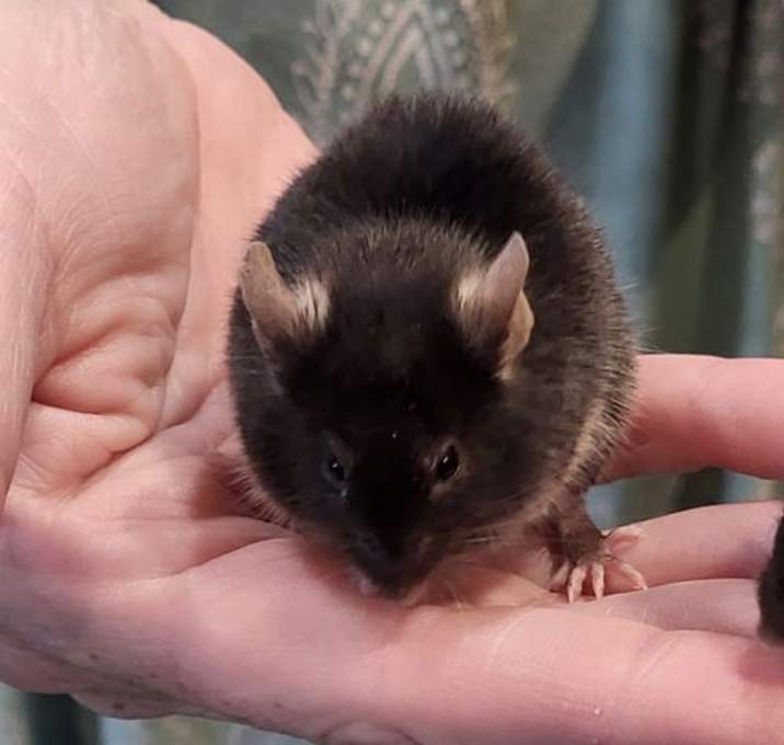 Photo of Abbott and Costello