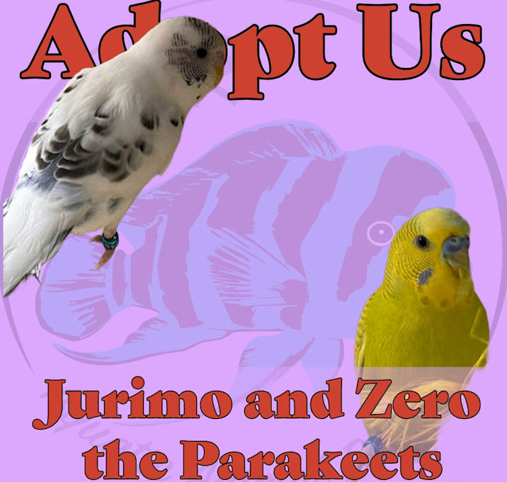 Photo of Jurimo and Zero the Parakeets