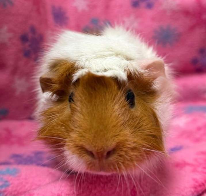 Photo of Alora - Reduced Fee!