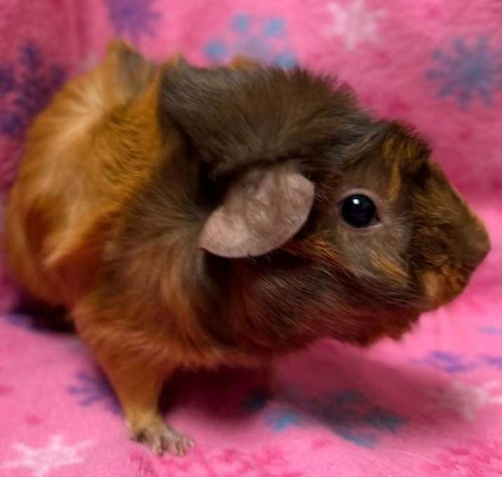 Photo of Lea - Reduced Fee!