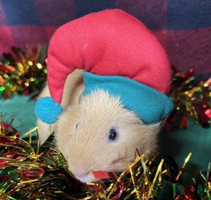 Photo of Peanut Brittle