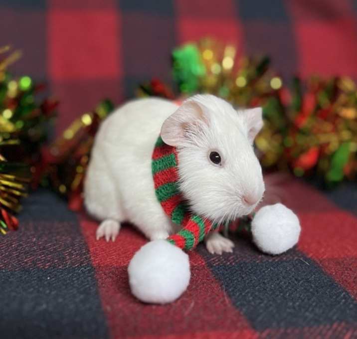 Photo of Jingle Bell