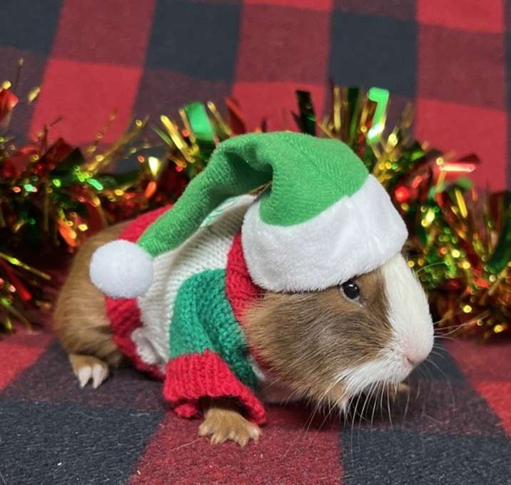 Photo of Snickerdoodle