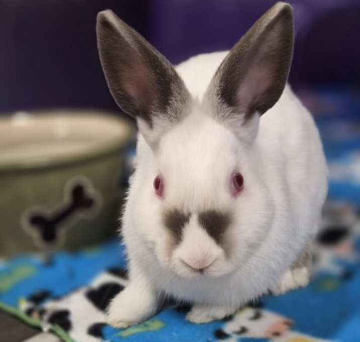 Photo of Marshmallow