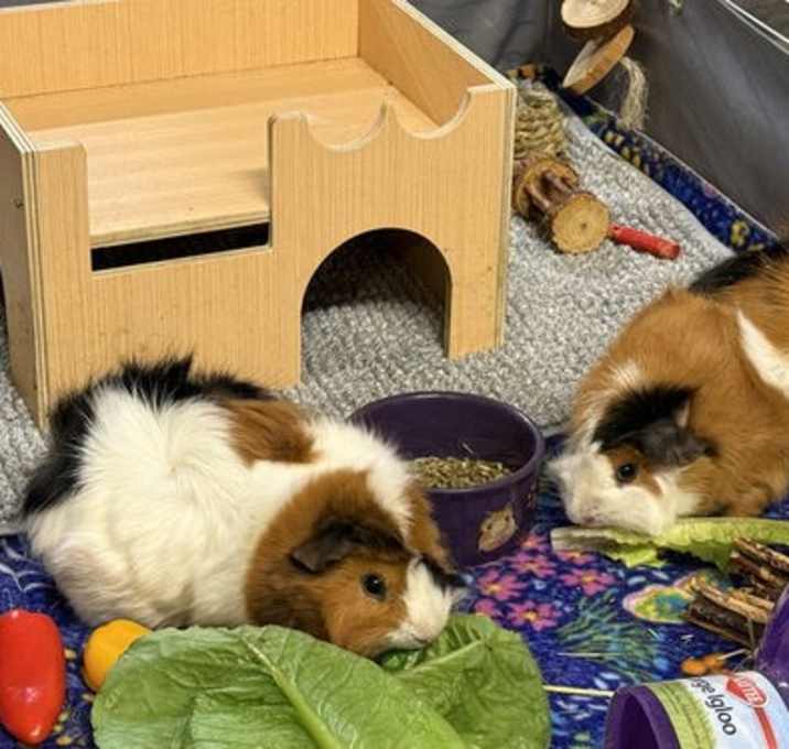 Photo of Lizard & Spock