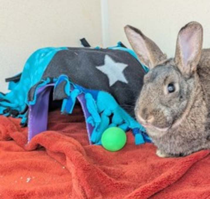 Photo of Sweet Potato