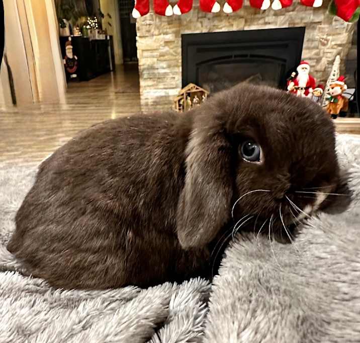 Photo of Brownie Blue (bonded with TJ)