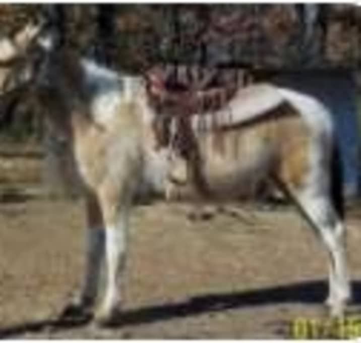 Photo of Chicota