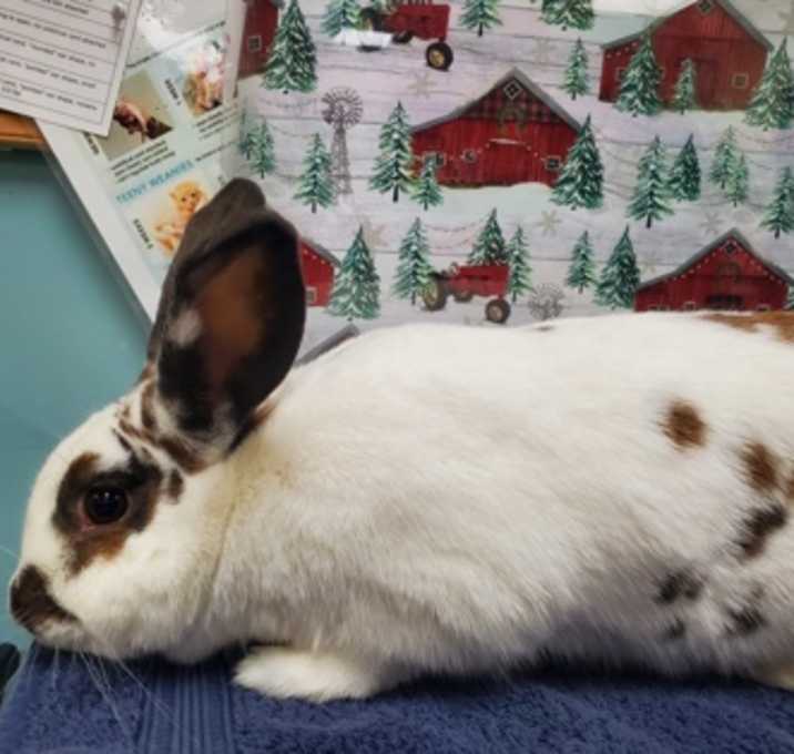Photo of Bun Bun