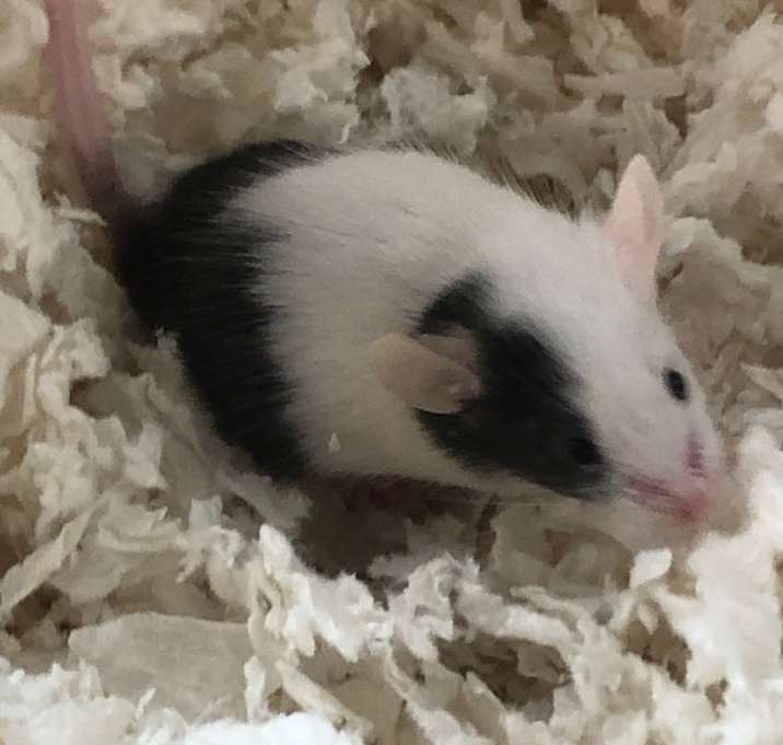 Photo of Tre Davious