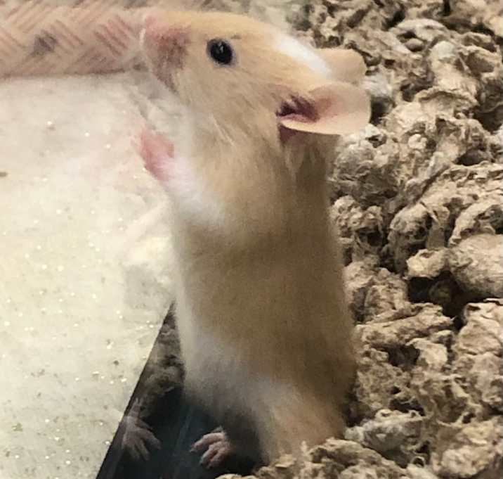 Photo of Thurman Thomas