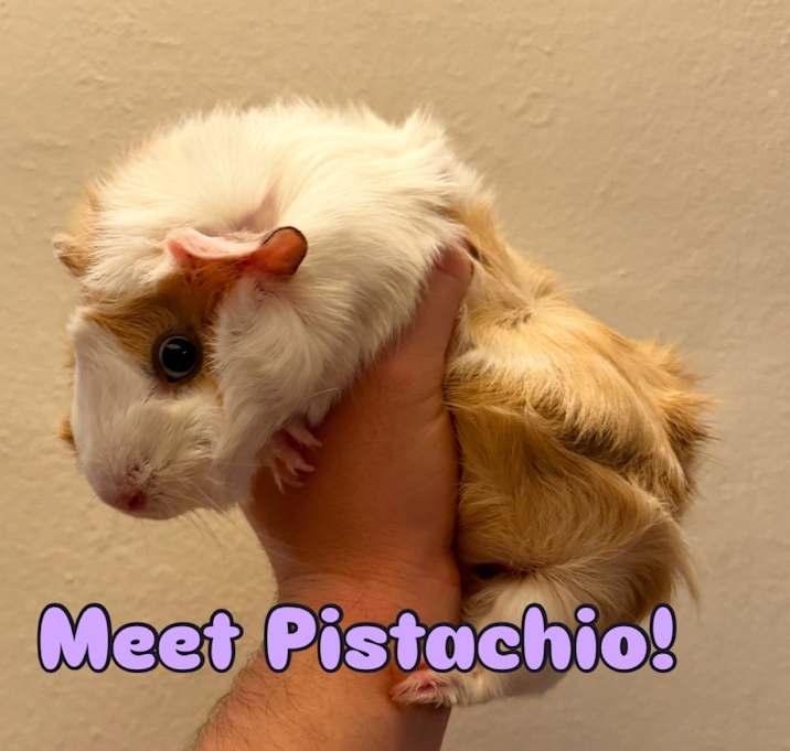 Photo of Pistachio, Pecan, & Cashew