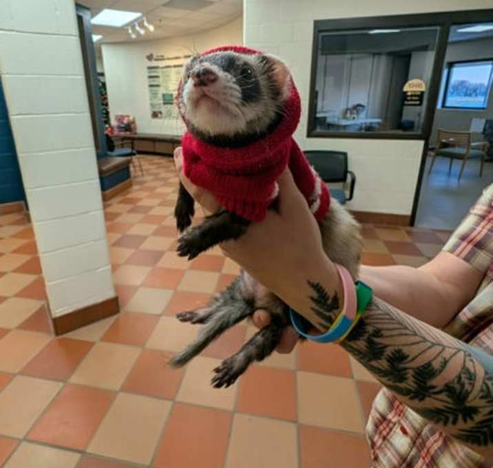 Photo of Kar-Mon (Bonded Trio)