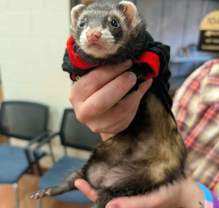 Photo of Sonya (Bonded Trio)