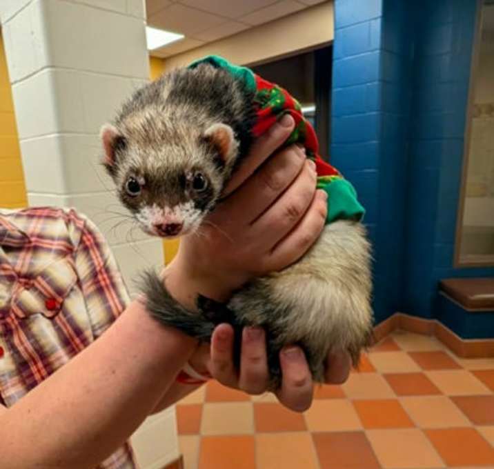 Photo of Kiri (Bonded Trio)