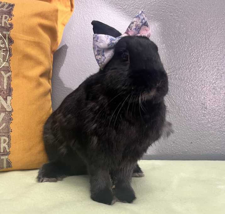 Photo of Boba - Chino Hills Location